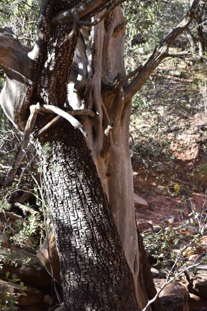 photo of a tree with dark, burned-looking bark and smooth clean bark