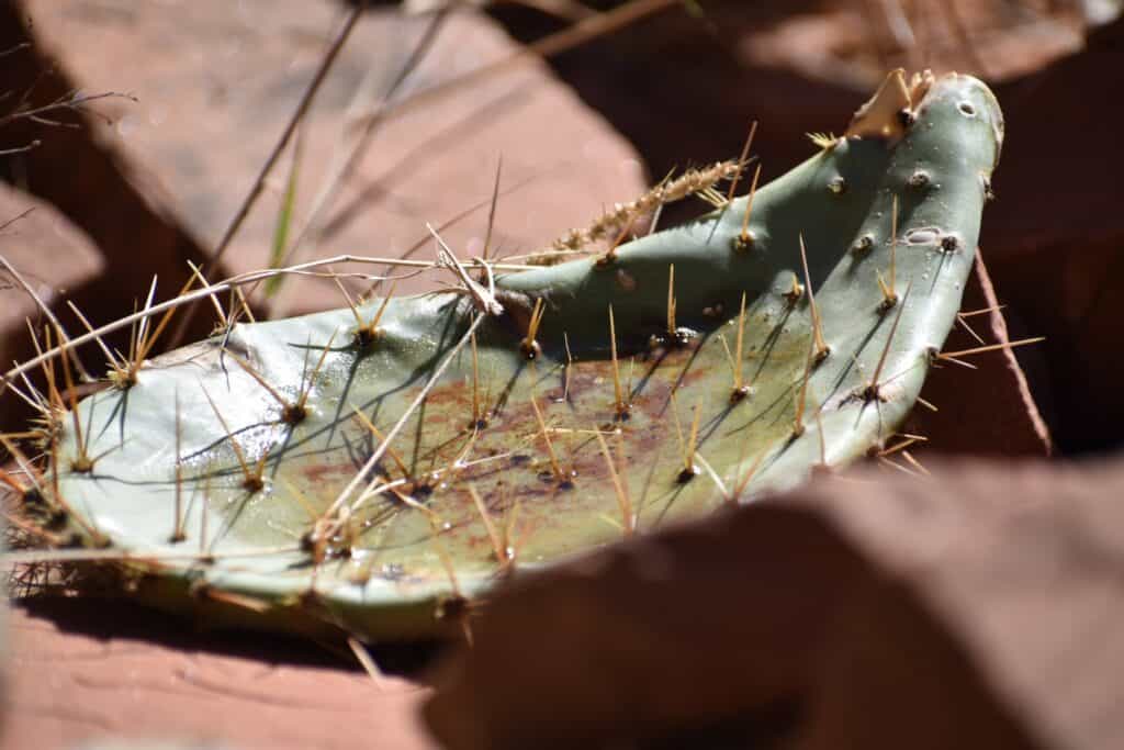 photo of a prickly pear pad on the ground with a puddle in it