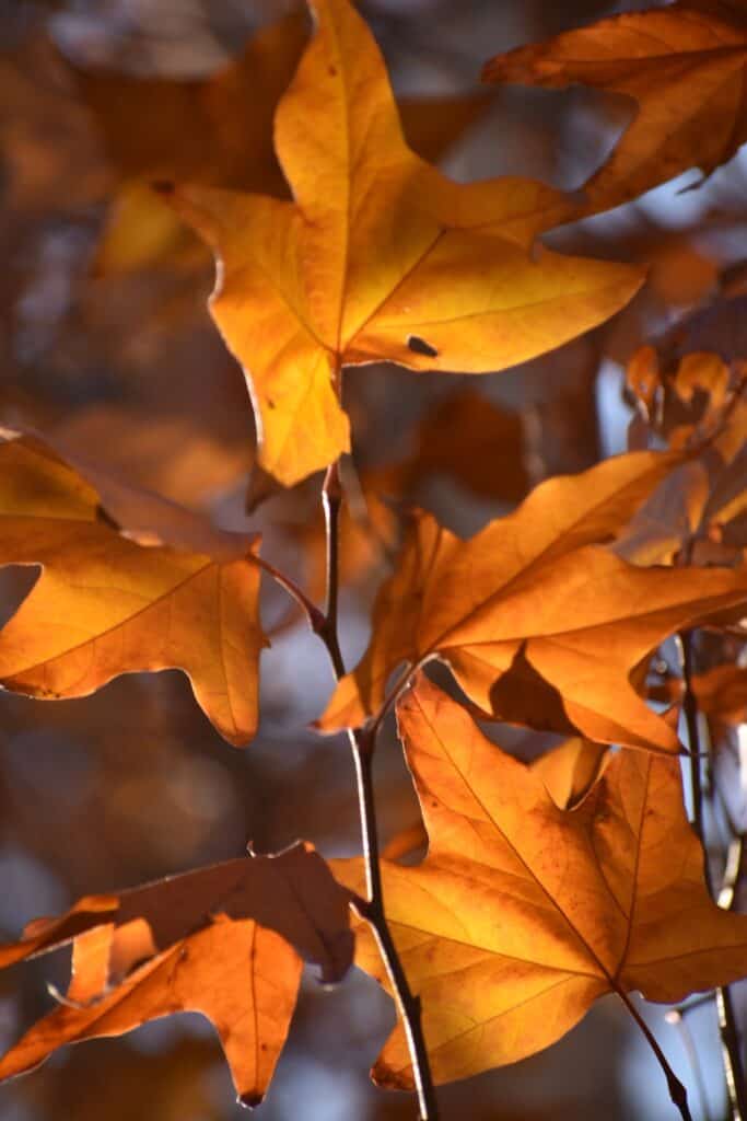 photo of backlit yellow leaves