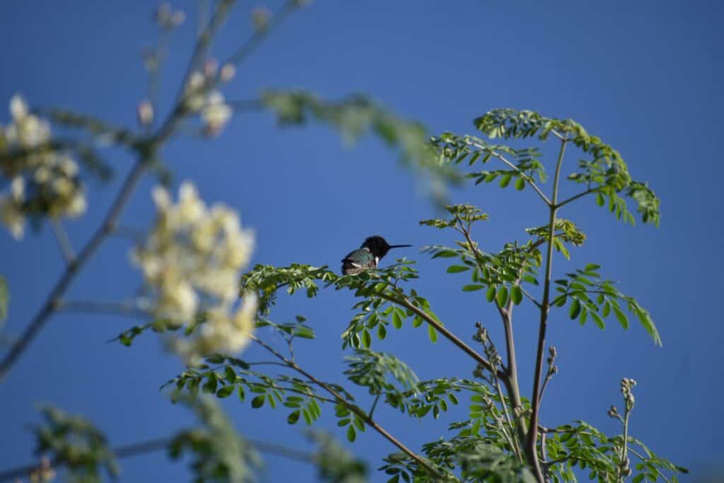 hummingbird sitting on a tree branch