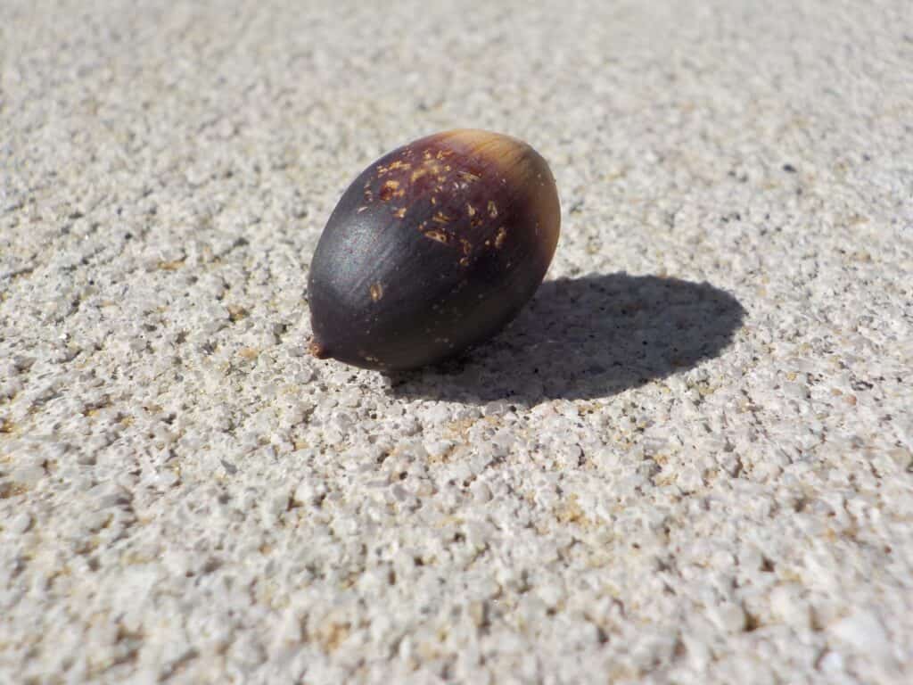 photo of an acorn on the sidewalk