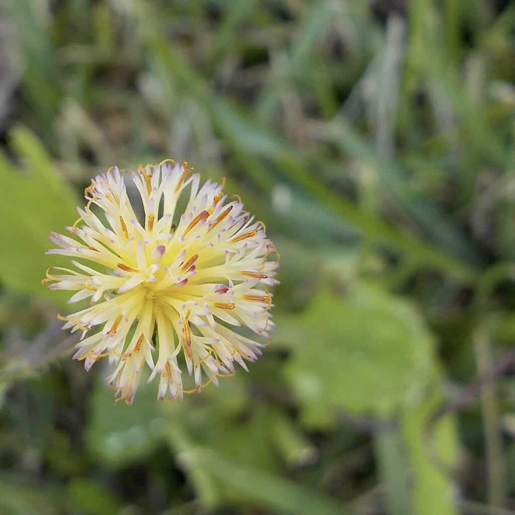 close-up photo of a spindly yellow flower