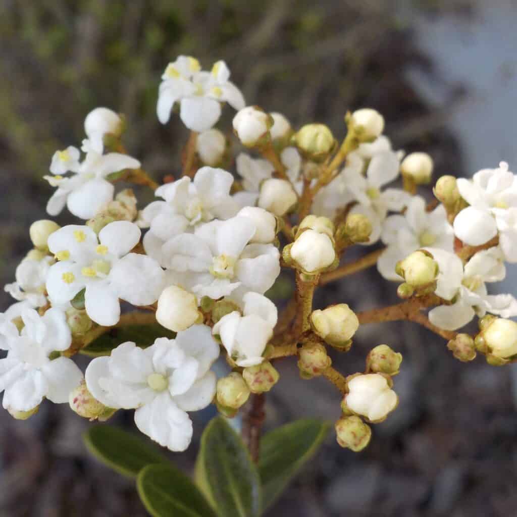 close-up photo of some small white flowers on a bush