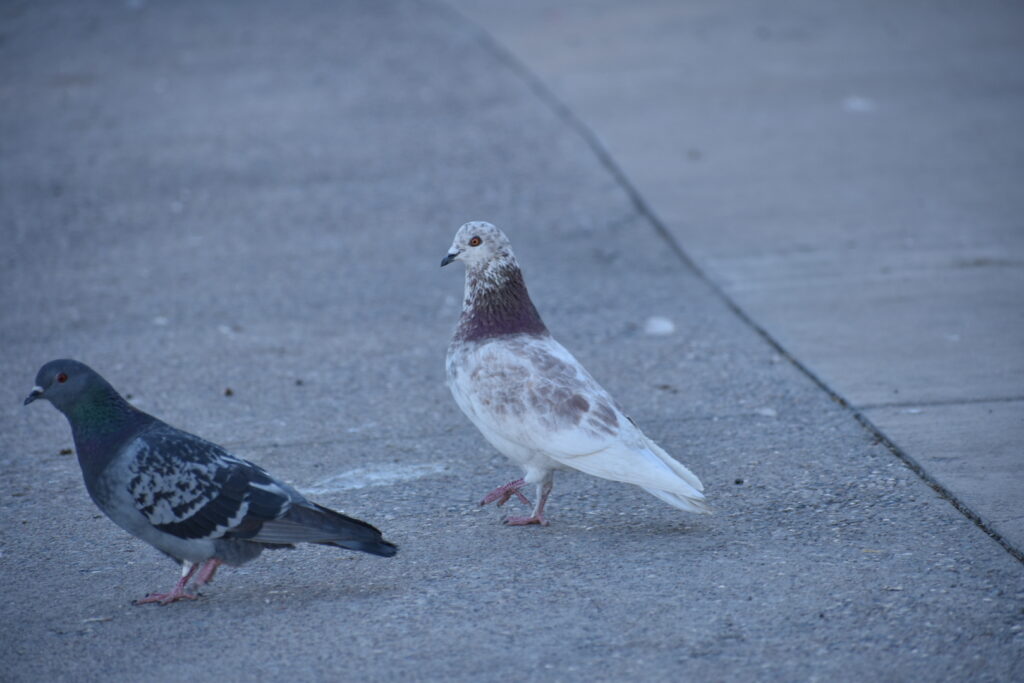 photo is of a mostly white pigeon with some purple-brown markings, along with a typically-colored pigeon