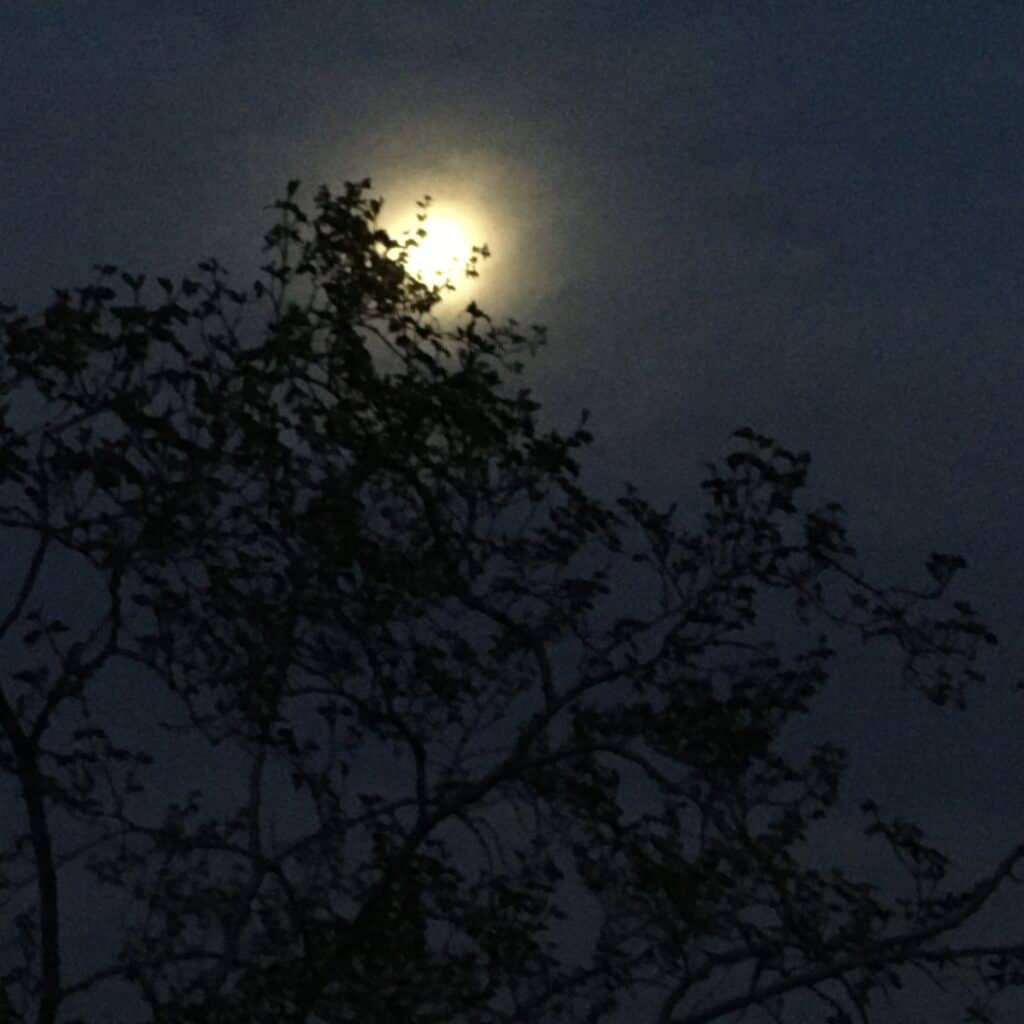 photo is of the moon behind a tree ... but the moon is just a bright blob in the sky