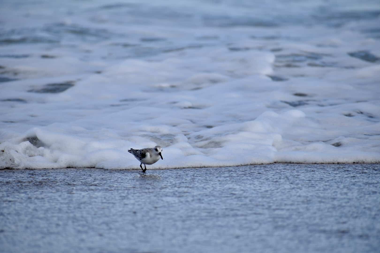 photo of a bird walking towards the camera with a wave approaching from behind