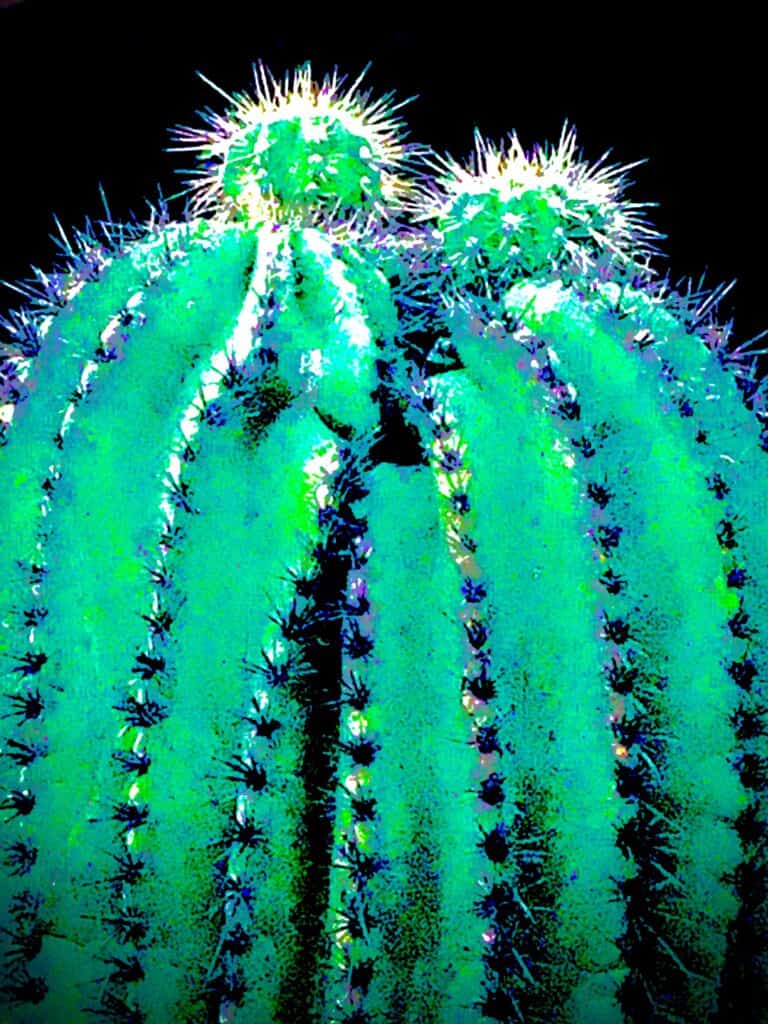 photo of the top of a cactus with two buds, edited to be sort of electric-looking