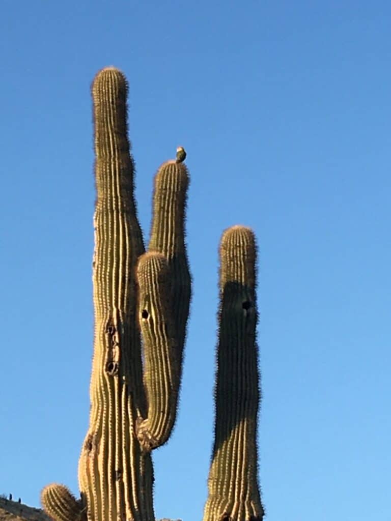 photo of a lovebird on top of a saguaro