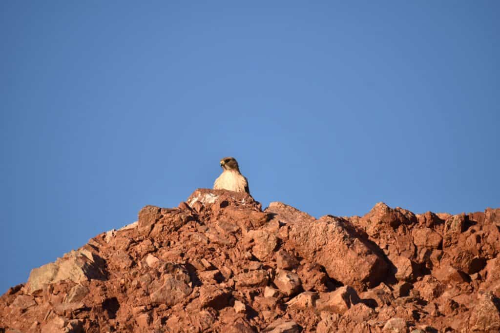 photo of a bird thought to be a falcon sitting atop a rock formation