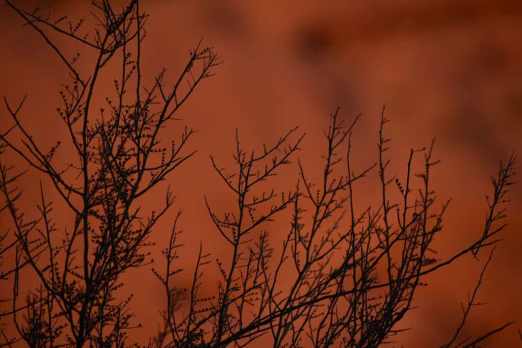 photo of a silhouette of a mostly leafless tree against a blurry, fiery background