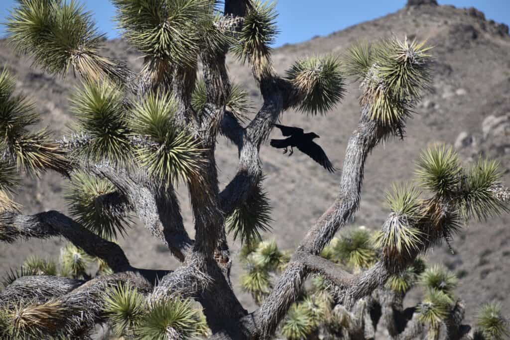 joshua tree with a black bird taking off with a mountain in the background